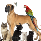 veterinario 1
