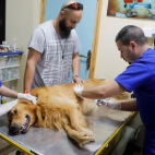 veterinario 3